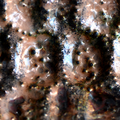 La Tartaruga Rosa_Componente per Vaso